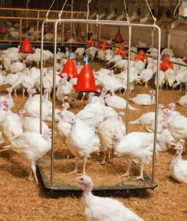 pesaje automatizado de pavos