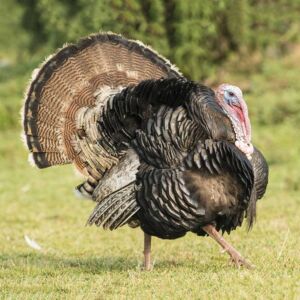 pavos - pavos de granja