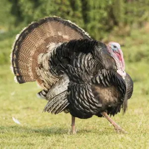 pavos - pavos de granja