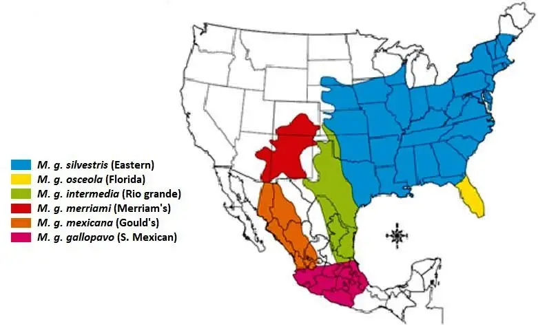 producción de pavos en américa