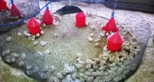 pavos - como criar pavos de granja