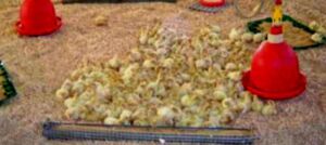pavos - como criar pavos de granja