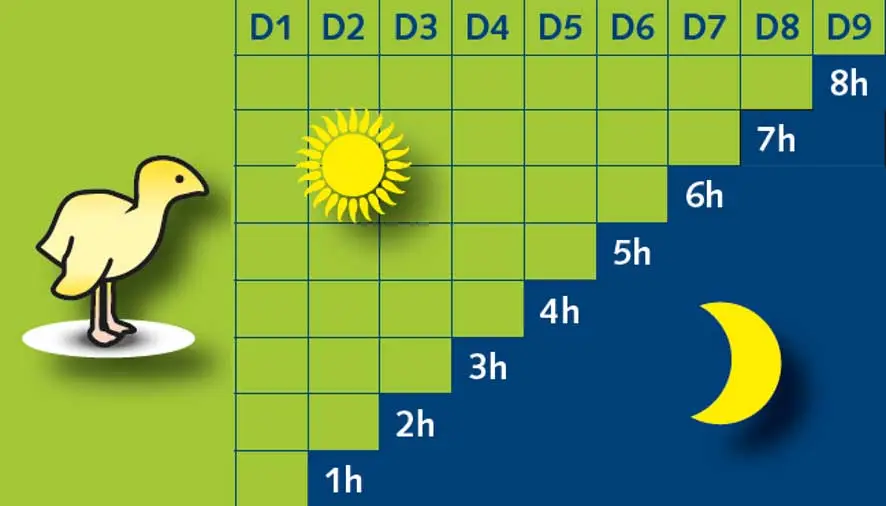 programa de iluminacion para pavos