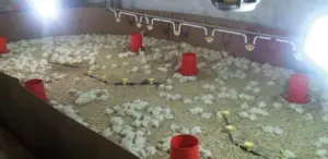 pavos - como criar pavos de granja