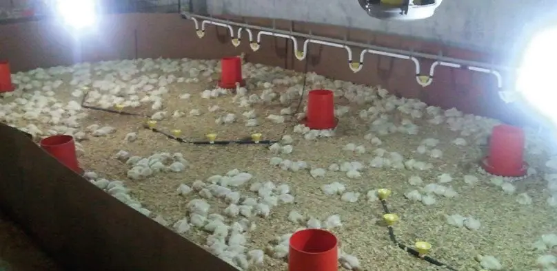 criadora de pavos
