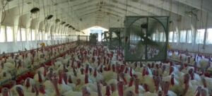 pavos - como criar pavos de granja