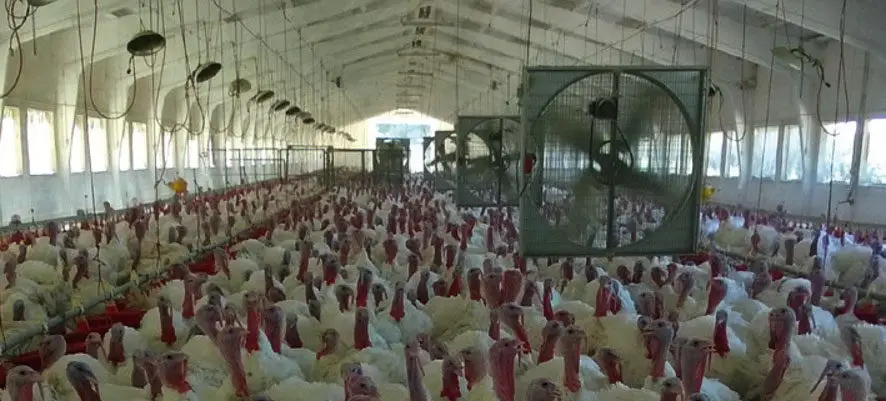 produccion de pavos