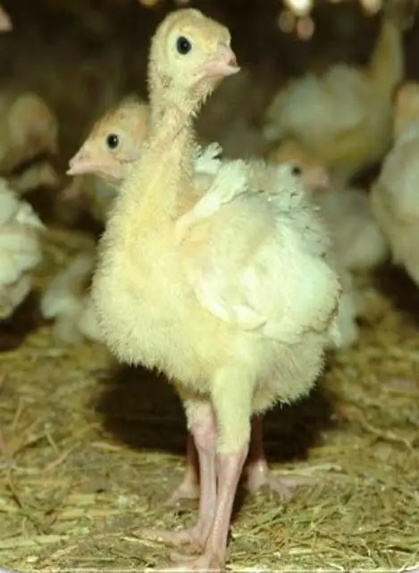 pavipollos