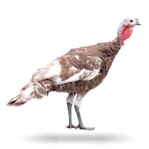 pavos - pavos de granja