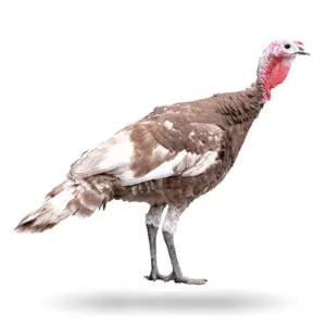 pavos - pavos de granja