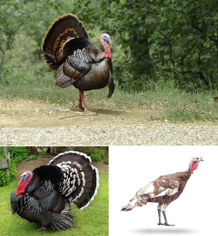 tres pavos