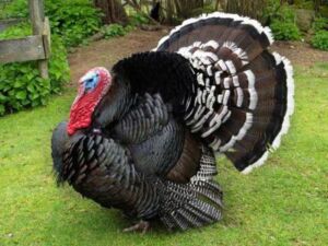 pavos - pavos de granja