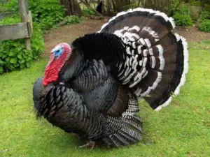pavos - pavos de granja