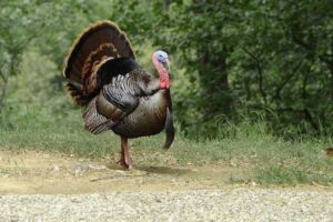 pavos - pavos de granja