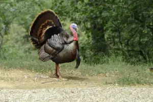 pavos - pavos de granja