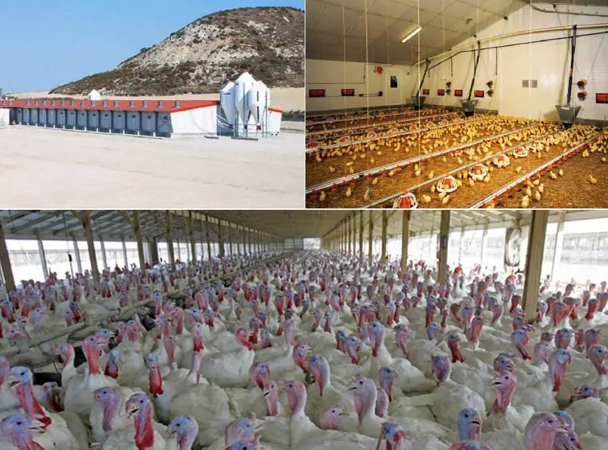 Galpones e instalaciones para la cría de pavos
