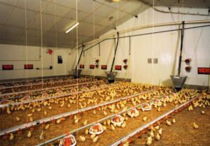 pavos - como criar pavos de granja