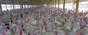 pavos - como criar pavos de granja