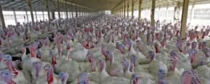 pavos - como criar pavos de granja