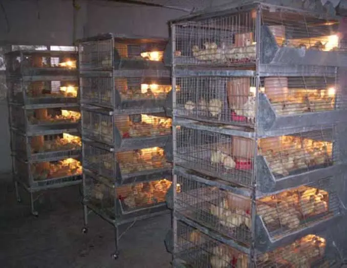 jaulas verticales para criar pavitos