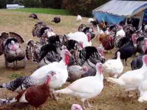 pavos - pavos de granja