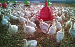 pavos - como criar pavos de granja