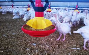 pavos - como criar pavos de granja