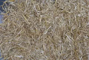 pavos - como criar pavos de granja