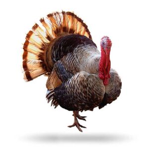 pavos - pavos de granja