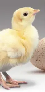 pavos - pavos de granja
