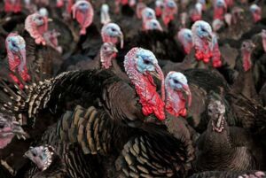 pavos - pavos de granja