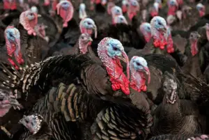 pavos - pavos de granja