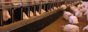 pavos - como criar pavos de granja