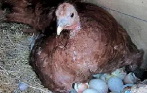 pavos - como criar pavos de granja
