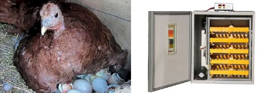 incubación de huevos de pavo