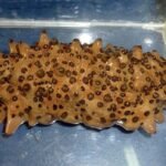 pepino de mar - pepino de mar características