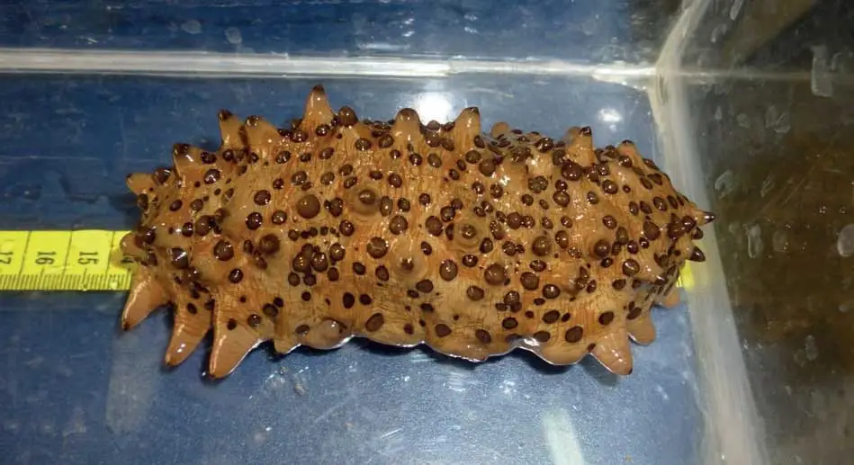 tamaño de un pepino de mar
