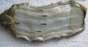 pepino de mar - pepino de mar características