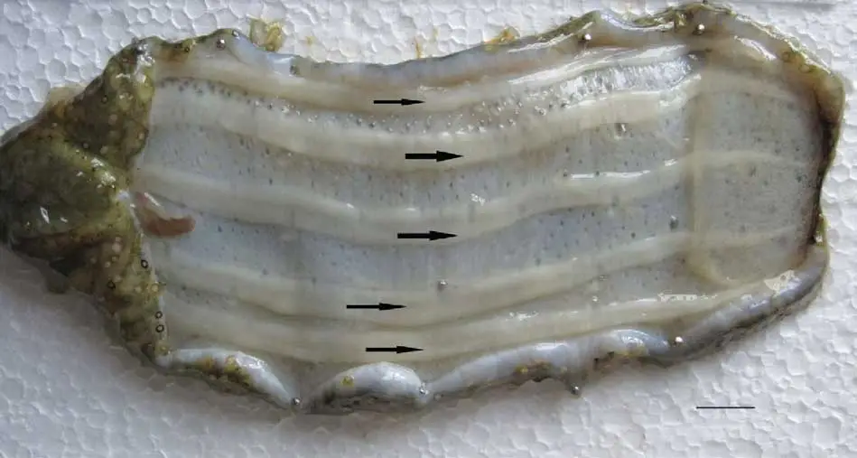 pepino de mar por dentro