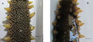 pepino de mar - pepino de mar características