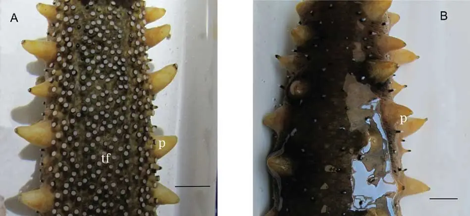 partes del pepino de mar
