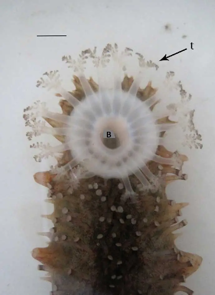 partes del pepino de mar