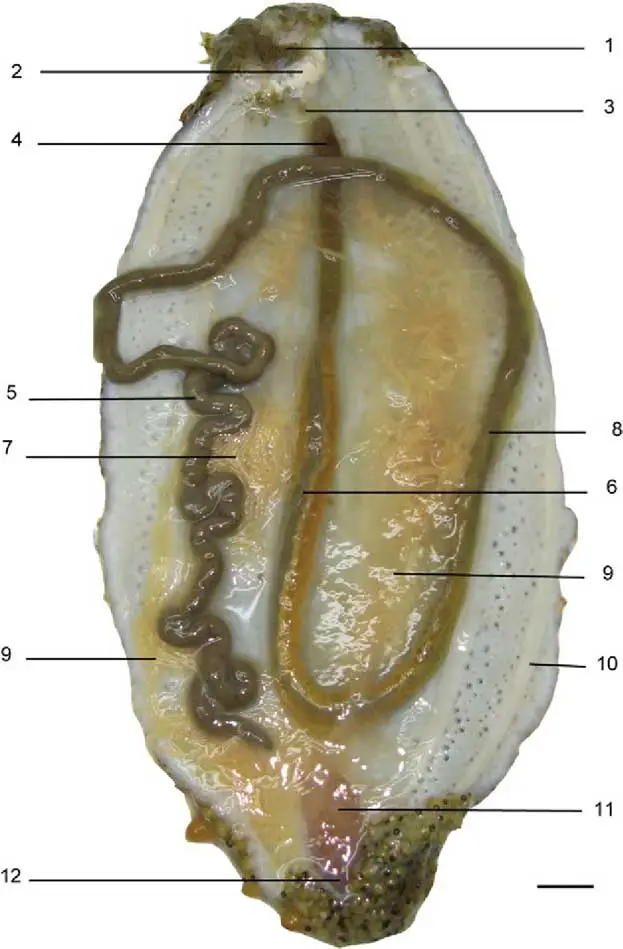 partes del pepino de mar