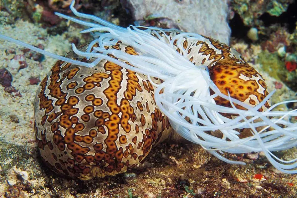 pepino de mar
