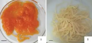 pepino de mar - pepino de mar características