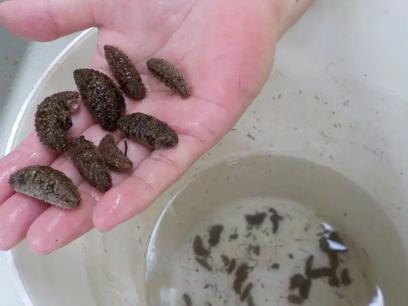 Pepinos de mar pequeños