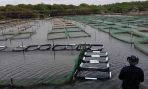 pepino de mar - acuicultura