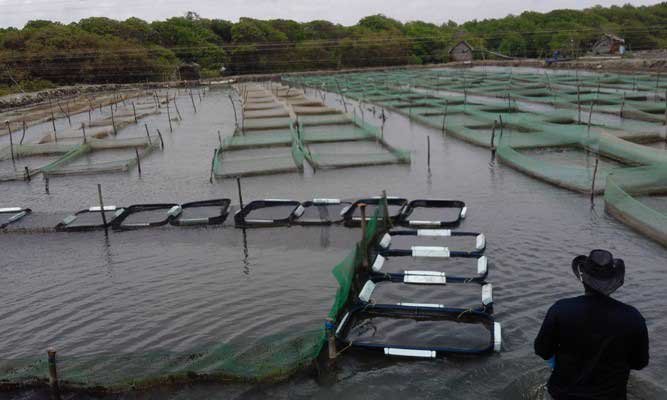 cultivo del pepino de mar