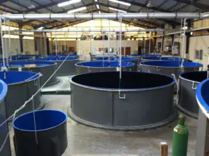 cultivo de pepino de mar