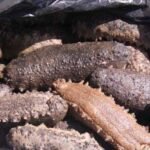 pepino de mar - pepino de mar características